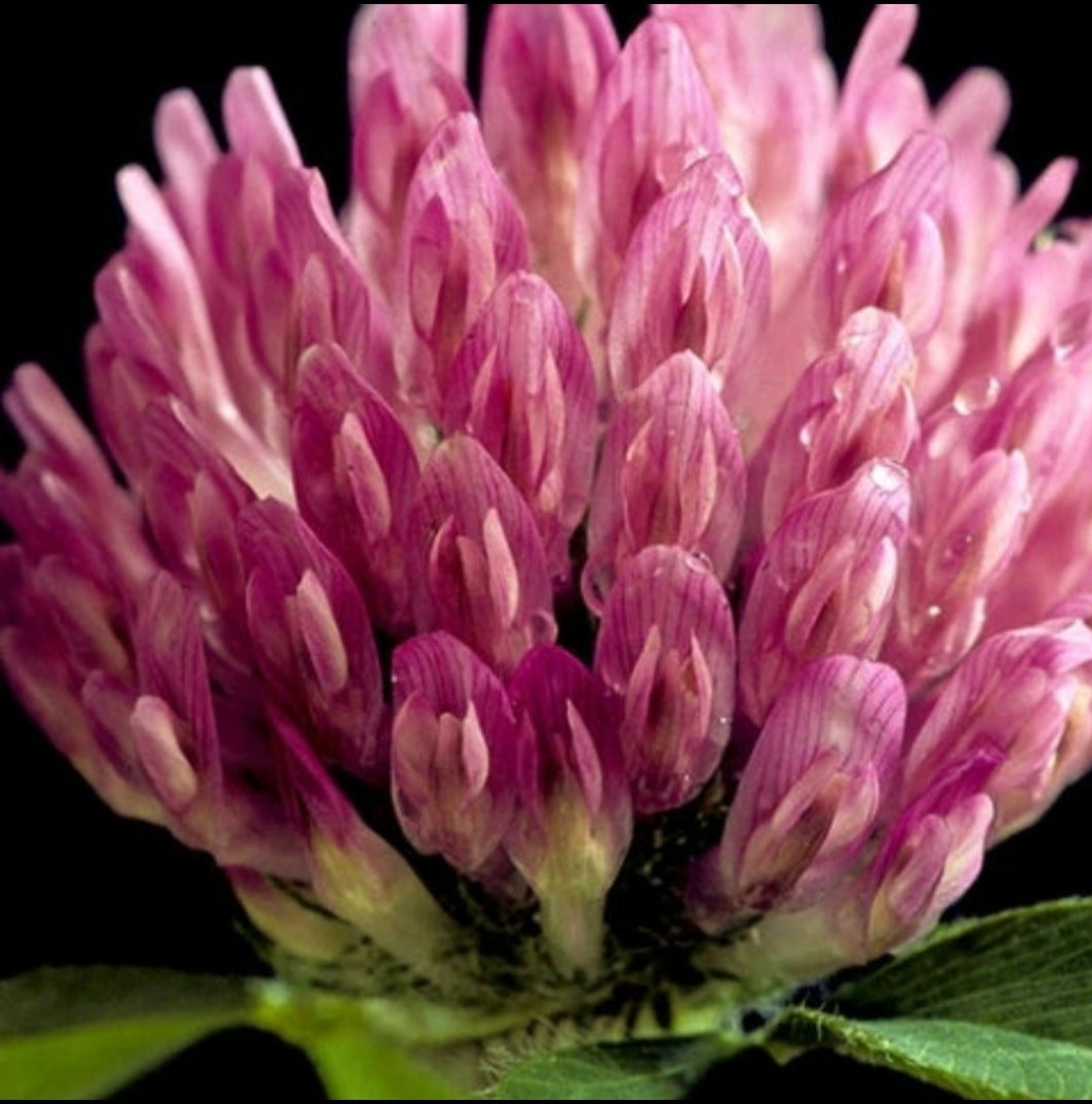 Artisan Herbal Tea- Red Clover